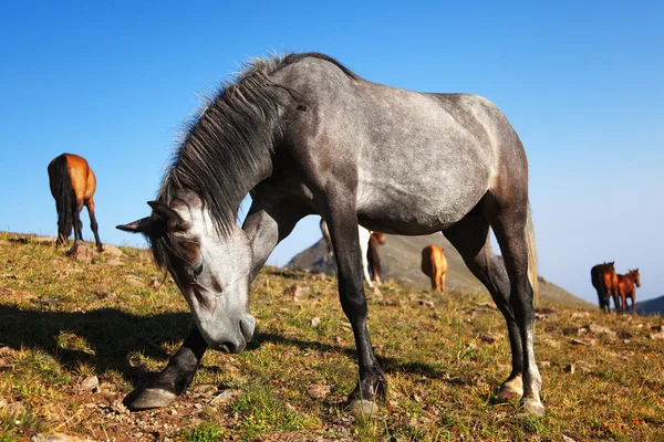Cavalo cinza divertido — Fotografia de Stock