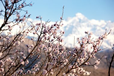 yabani kayısı ağacı çiçek