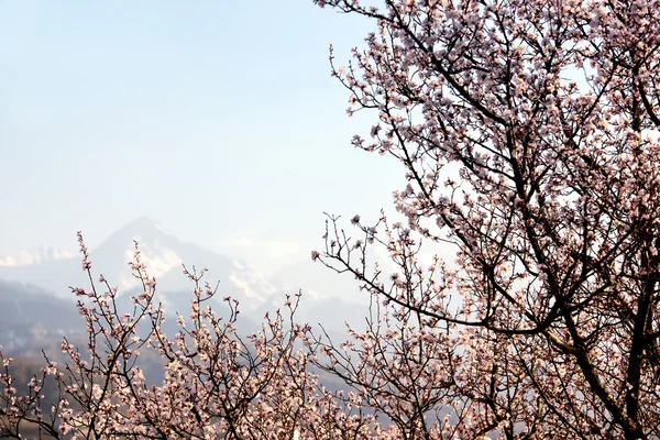 Stock image Blooming wild apricot tree