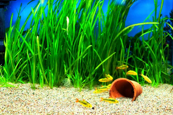 Gold Barb fish in an Aquarium — Stock Photo, Image
