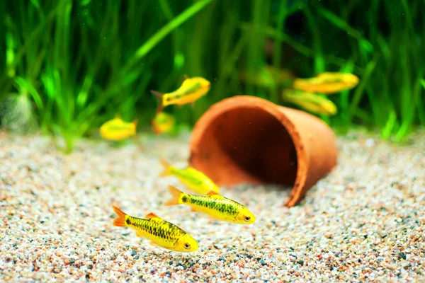 Ouro Barb peixe em um aquário — Fotografia de Stock