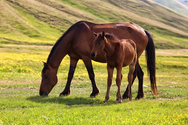 Égua e potro — Fotografia de Stock