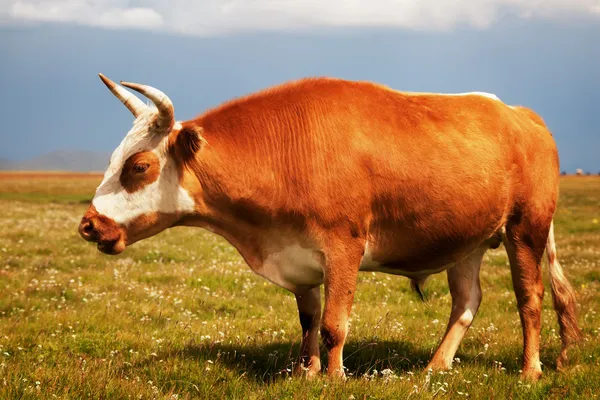 红牛 — 图库照片