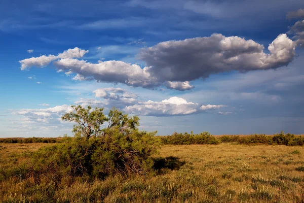 Primavera nas estepes — Fotografia de Stock