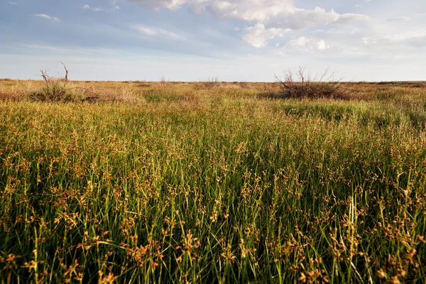 Spring in the steppes — Stock Photo, Image