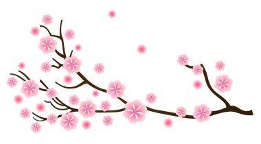 Sakura cherry blossom in spring isolated on white clipart