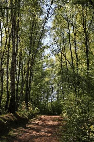 Vägen i skogen våren — Stockfoto