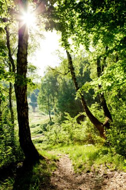 Path leading out of the forest clipart