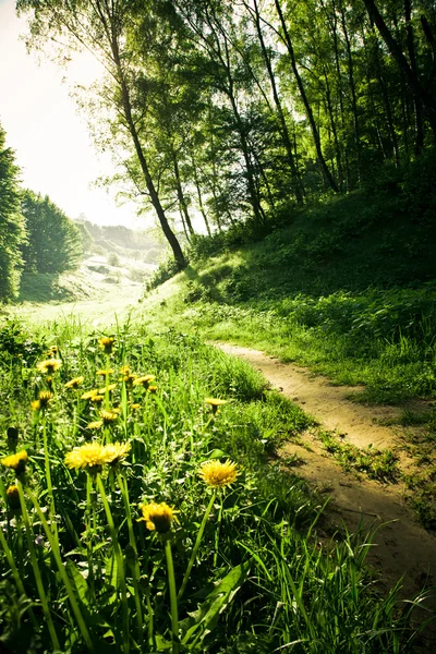 stock image Spring morning