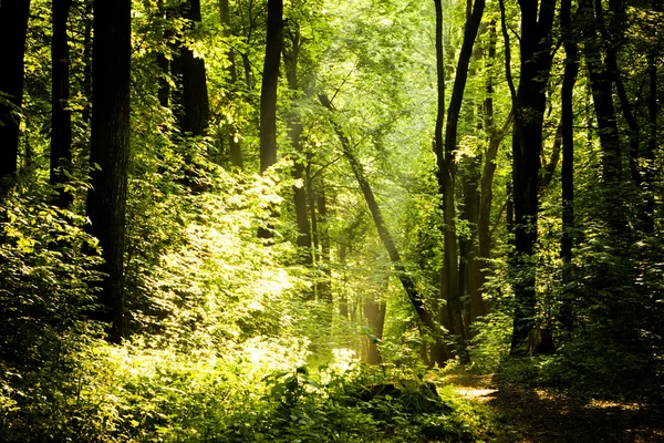 Chodnik w las bukowy — Zdjęcie stockowe