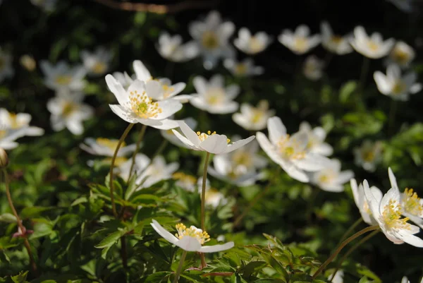 Stock image Wood anemone