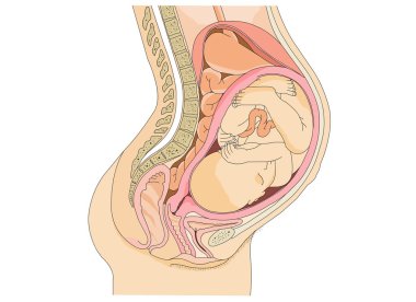 Pregnant Anatomy and the fetus clipart