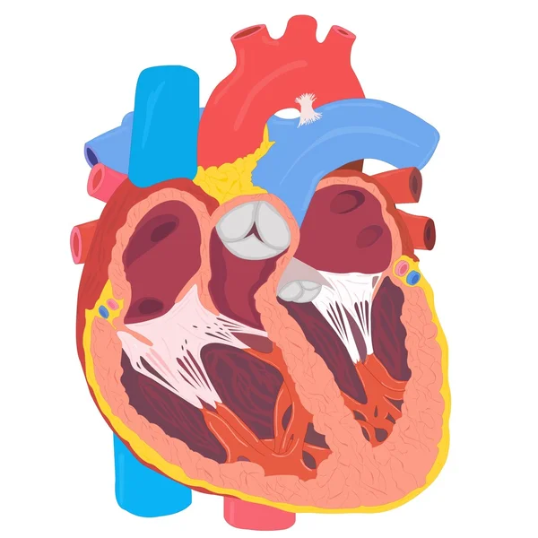 Menschliches Herz — Stockfoto