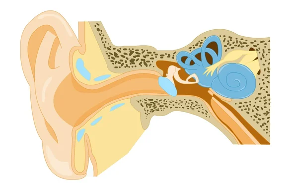 Anatomía del oído — Foto de Stock