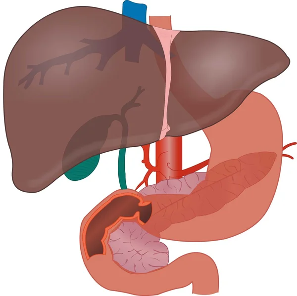 Karaciğer anatomisi — Stok fotoğraf