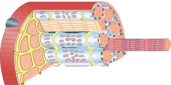 Anatomia mięśni — Zdjęcie stockowe