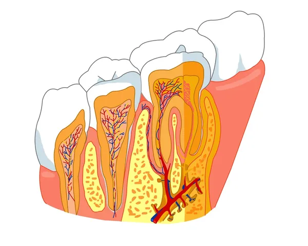Tooth anatomy — Stock Vector