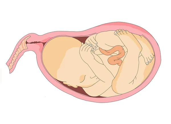 Fötus des ungeborenen Kindes — Stockvektor