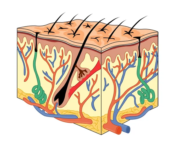 皮膚の解剖学 — ストックベクタ