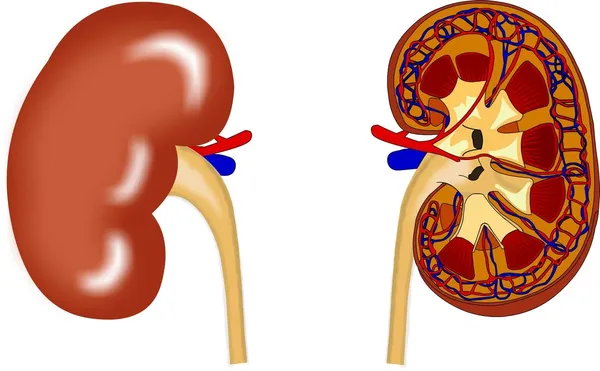 腎臓の解剖学 — ストックベクタ