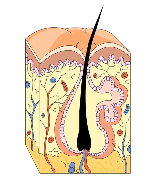 Anatomía de la piel — Archivo Imágenes Vectoriales