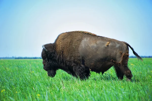 stock image Bison in the steppe