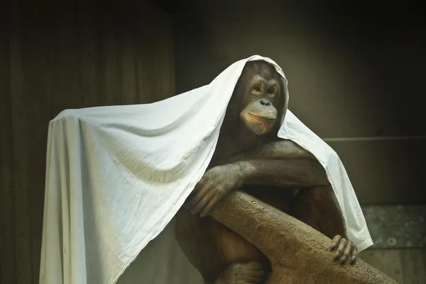 自我满意的黑猩猩 — 图库照片
