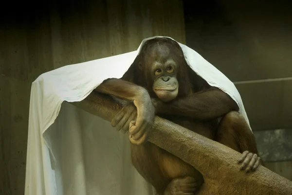 Un chimpanzé émotif — Photo