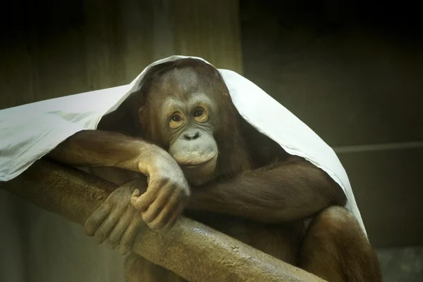 stock image Pensive Chimp