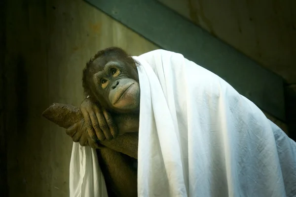 寂寞的黑猩猩 — 图库照片