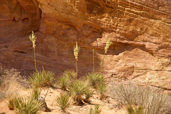 沙漠丝兰和砂岩 — 图库照片