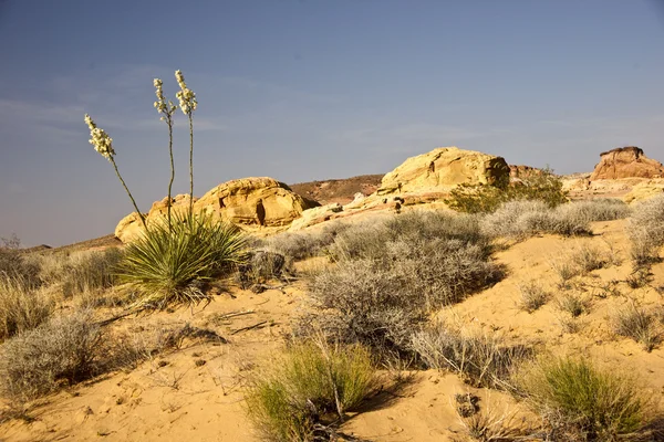 Yucca Mojave-sivatagban — Stock Fotó