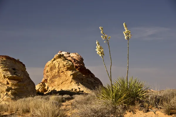 Yucca nella valle del Fuoco — Foto Stock