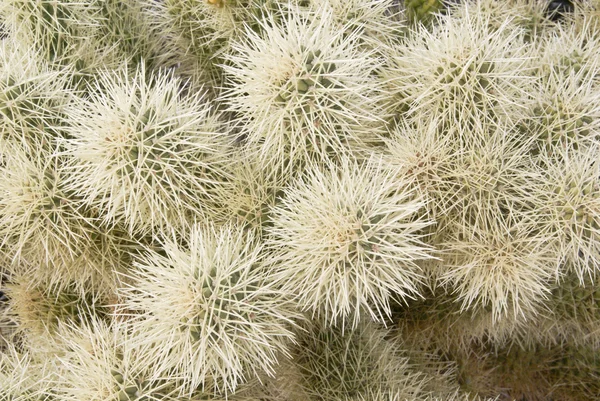 Cholla cactus närbild — Stockfoto