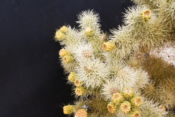 Cholla cactus överflöd — Stockfoto