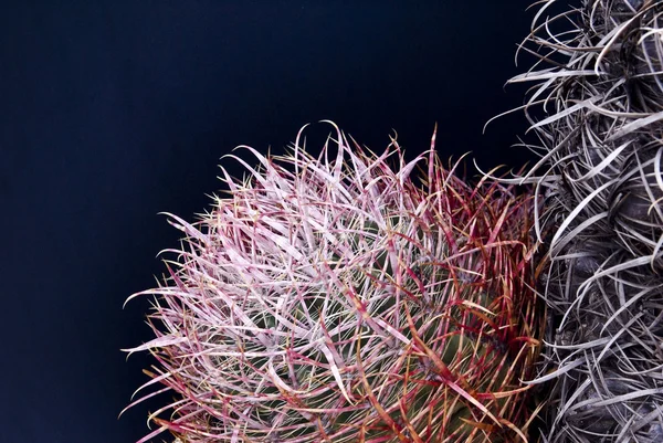 Barrel Cactus Close-up — Stock Photo, Image