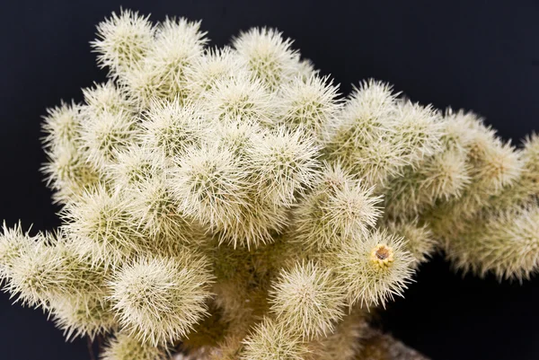 Desert Cholla Cactus — Stock Photo, Image