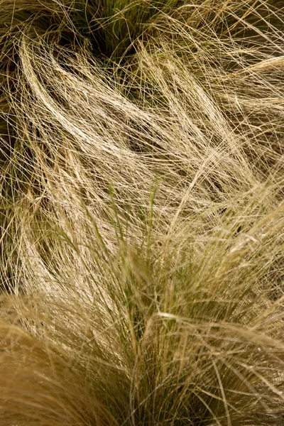 Pustynia trawa — Zdjęcie stockowe