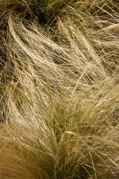 Hierba del desierto — Foto de Stock