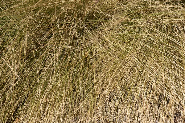 Öken rådjur gräs — Stockfoto