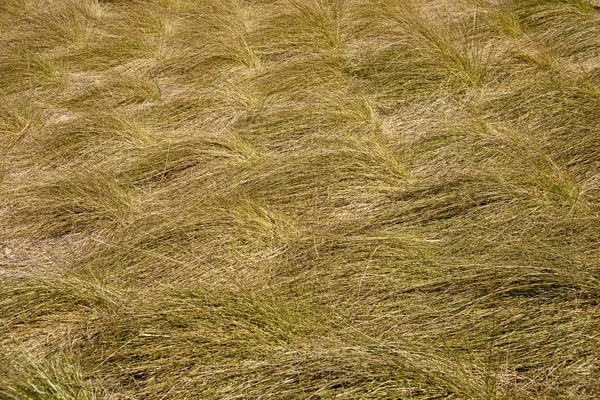 Texturas de hierba — Foto de Stock