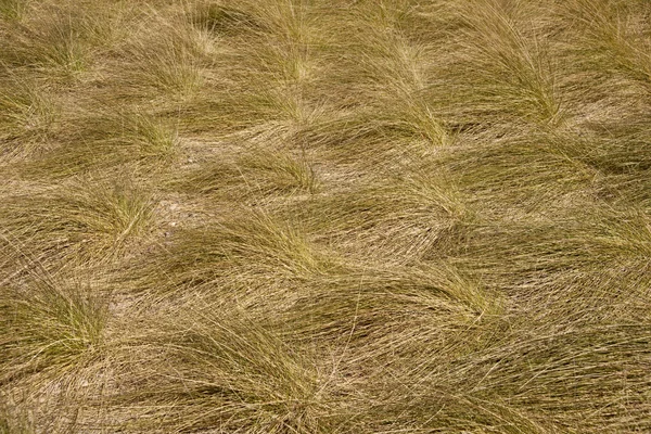 잔디 패턴 — 스톡 사진