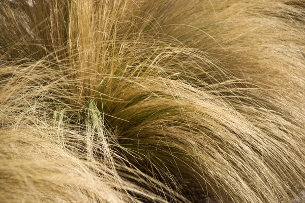 Sarna trawa — Zdjęcie stockowe