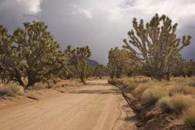 Desert Joshua Tree Forest clipart