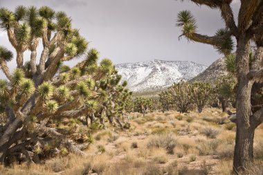 Joshua Trees After a Storm clipart