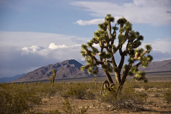 Josué árvore no deserto — Fotografia de Stock