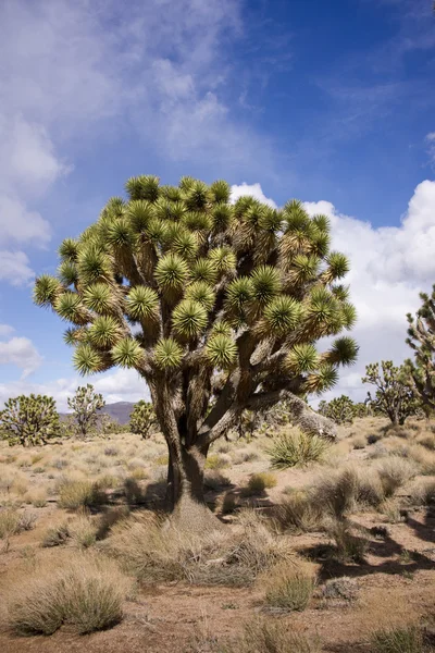 Дерево Джошуа в пустыне — стоковое фото