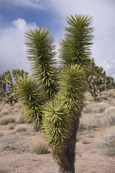 Дерево Джошуа в пустыне — стоковое фото