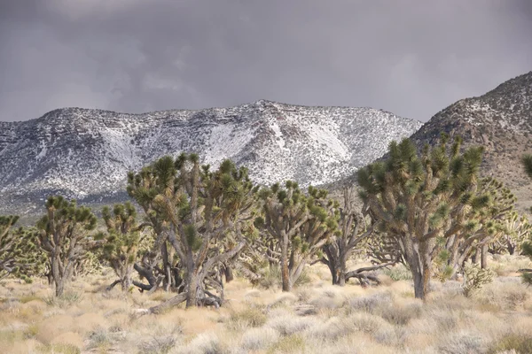 Tempestade no deserto — Fotografia de Stock