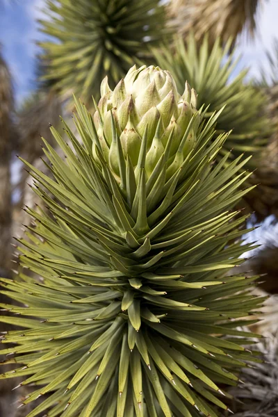 Deserto Joshua Tree Blossum — Fotografia de Stock